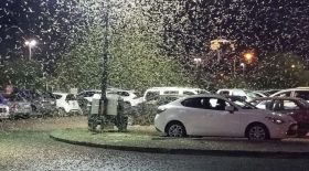 pluie sauterelles