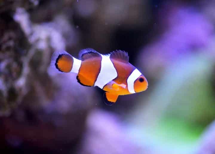 poissons clowns animaux