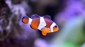 poissons clowns animaux