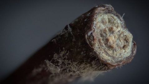 Pomme objets du quotidien