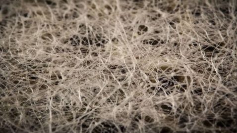 Sachet de thé objets du quotidien