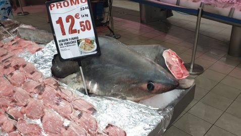 Du requin-renard vendu à Intermarché !