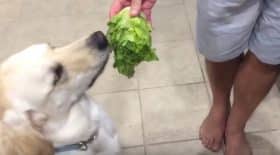 salade