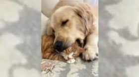 Un chaton s'endort dans la gueule d'un chien
