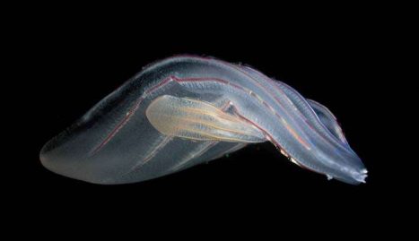 Un cténophore appelé Beroe forskalii