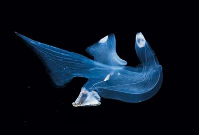 Un mollusque éléphant de mer appelé Carinaria japonica