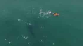 un-nageur-fonce-tout-droit-sur-un-grand-requin-blanc-sans-le-voir