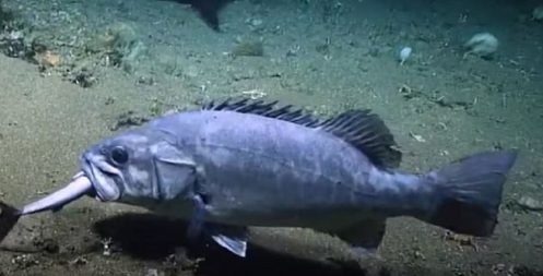 un-requin-est-en-train-de-devorer-un-espadon-et-se-fait-avaler-par-un-poisson-monstrueux