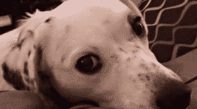 Il abandonne sa chienne pour une raison révoltante
