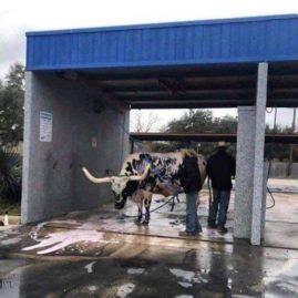 vache lavée car wash US 13