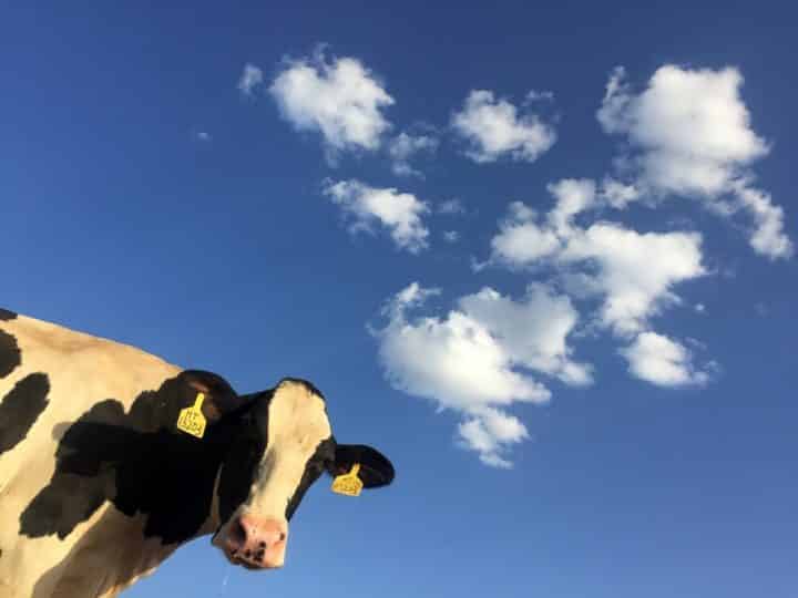 vache tombée du ciel