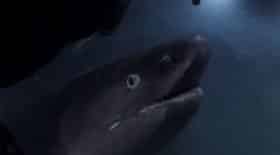 Découvrez le requin griset