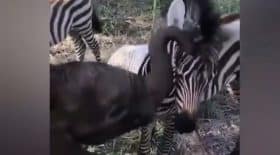 zèbre et éléphant