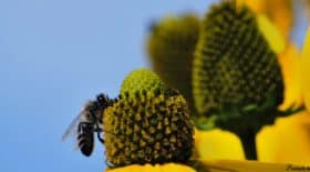 abeilles