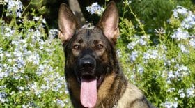 Elle perd ses membres à cause de son chien