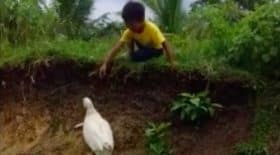 canard