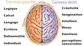cerveau