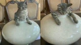 Chat vase