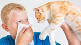 chats allergies