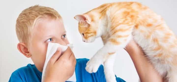 chats allergies