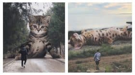 Chats