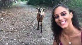 chevre selfie