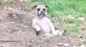 CHIEN