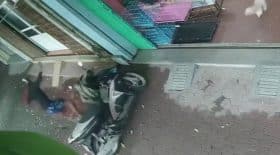 chien scooter