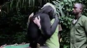 chimpanzé