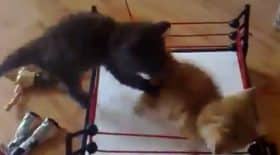 combat