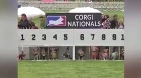 corgis