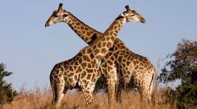 girafes