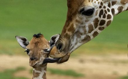 girafes 
