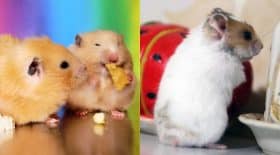 hamster