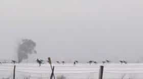 kangourous