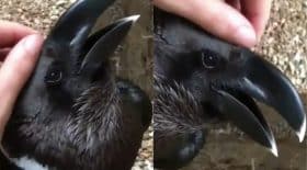 Lapin Oiseau