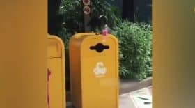 oiseau