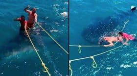 requin baleine
