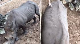 rhinocéros
