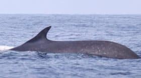 rorqual