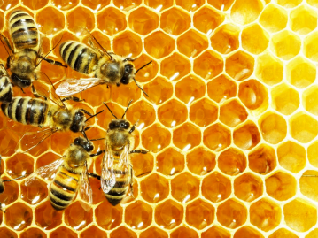 ruche abeilles 