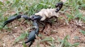 scorpion