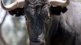 Un taureau tue un homme de 62 ans