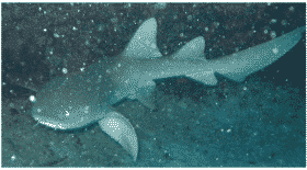 Un requin nourrice heurte un surfeur