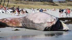 Une baleine de 13 mètres retrouvée morte