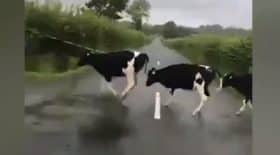vaches