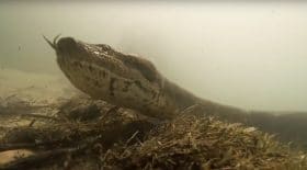 anaconda géant