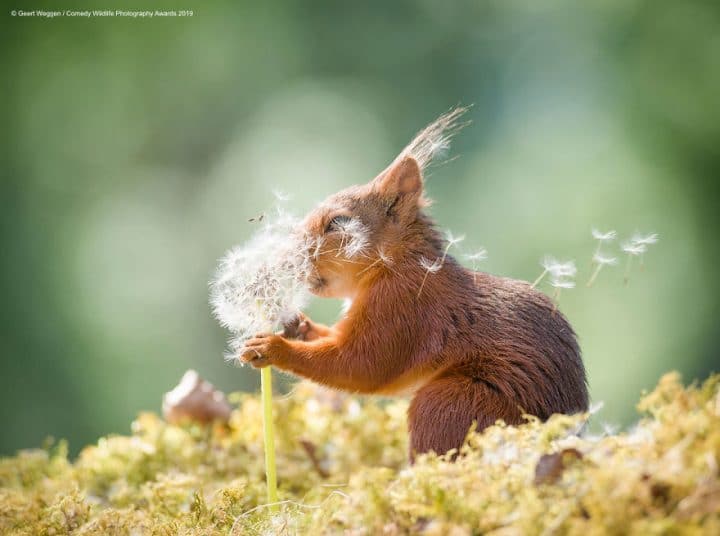 Comedy Wildlife Photography Awards