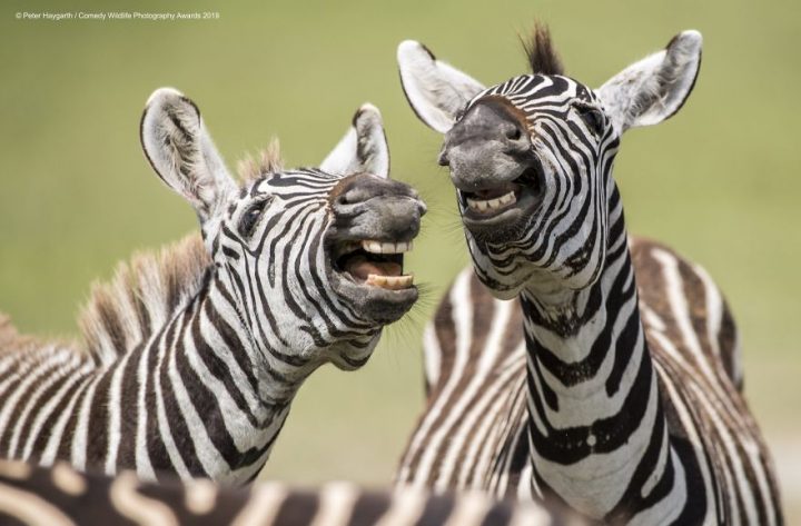 Comedy Wildlife Photography Awards