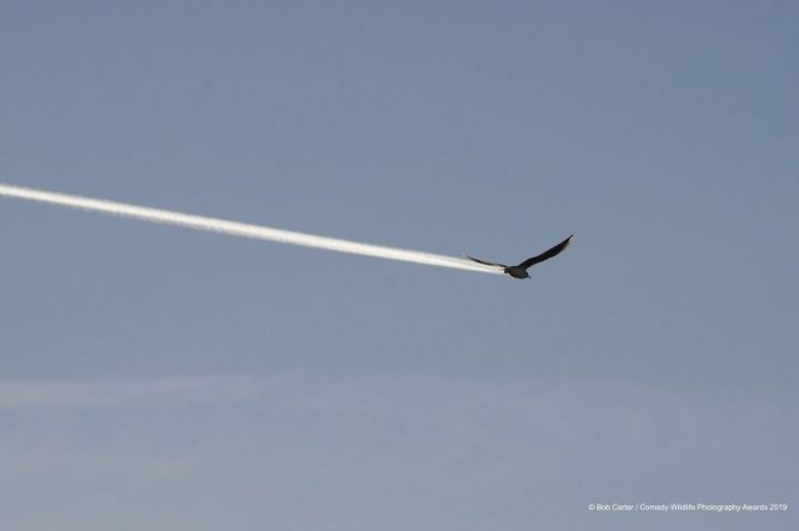 Comedy Wildlife Photography Awards